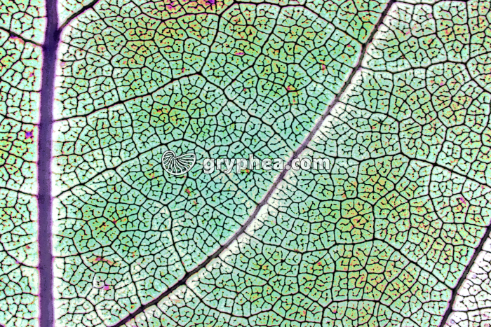 Feuille de Chêne (fausses couleurs) x2 - gryphea.org